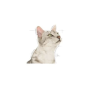 ROYAL CANIN SENSORY SMELL BOC.IN JELLY 85 GR.