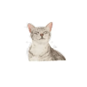 ROYAL CANIN SENSORY FEEL BOC.IN SALSA 85 GR.